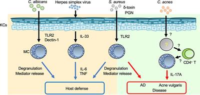 Roles of Mast Cells in Cutaneous Diseases